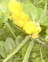 �L�����h���u�b�V��